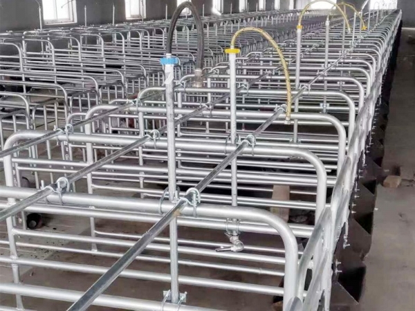 豬自動(dòng)喂料